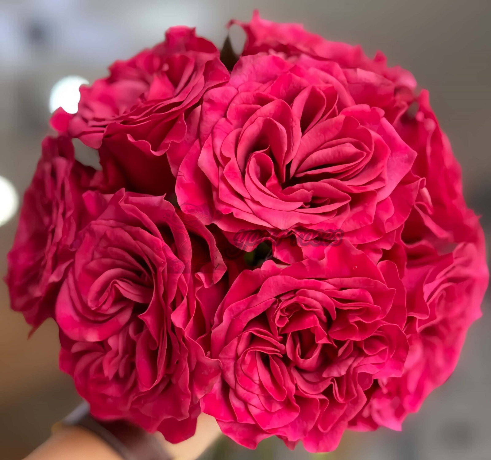 Hermanos Rose plant丨Your roses
