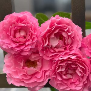 Hua Chun Tangs Rose for sale丨Your roses