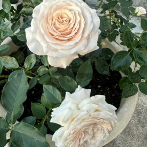 Ibuki Rose for sale丨Your roses