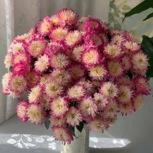 Invitation to Fireworks Rose for sale丨Your roses