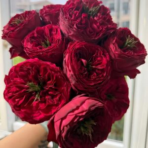 Just More Rose丨Your roses