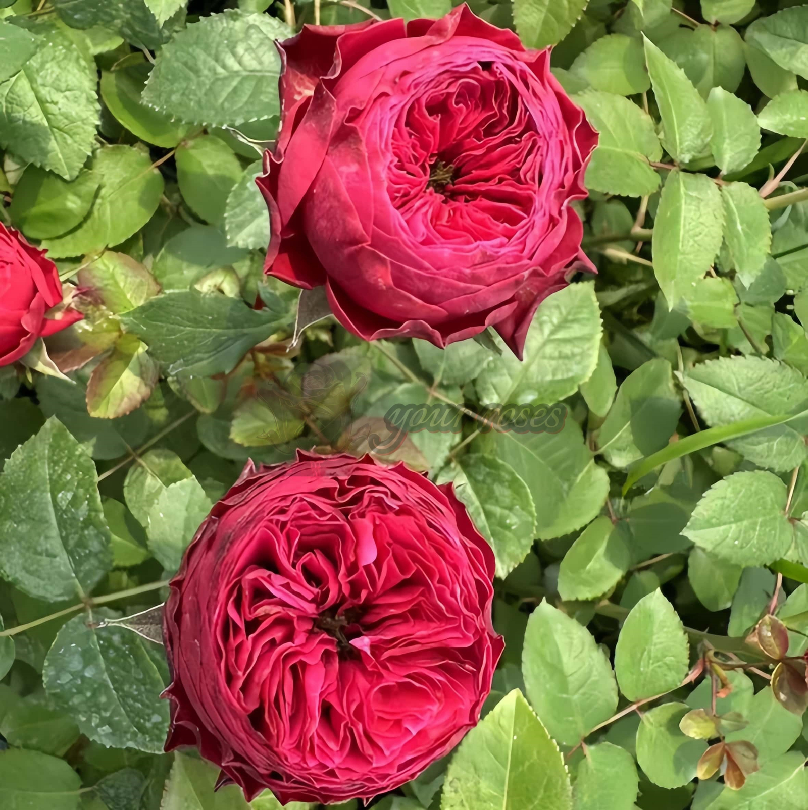 Just More Rose for sale丨Your roses