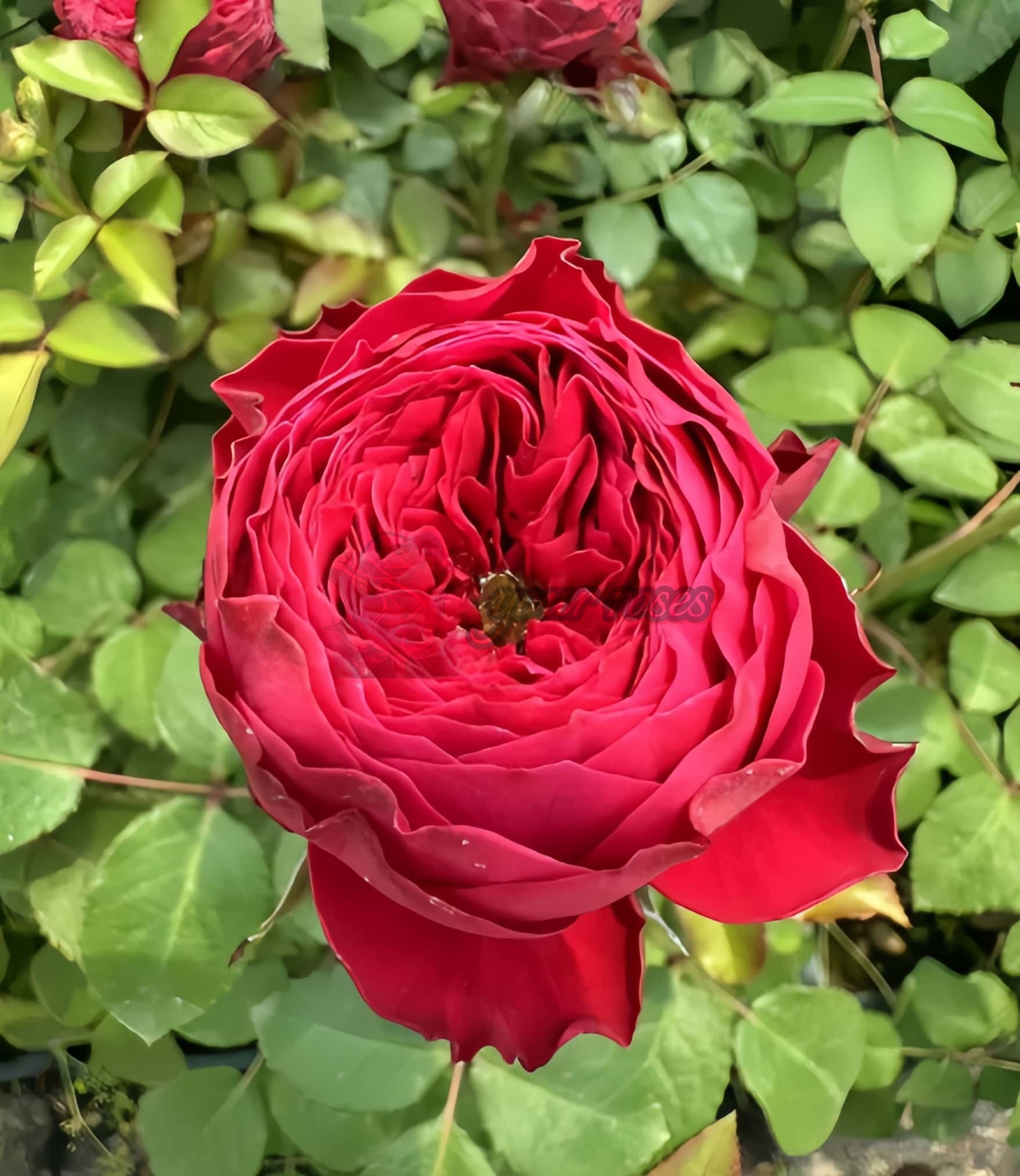 Just More Rose丨Your roses