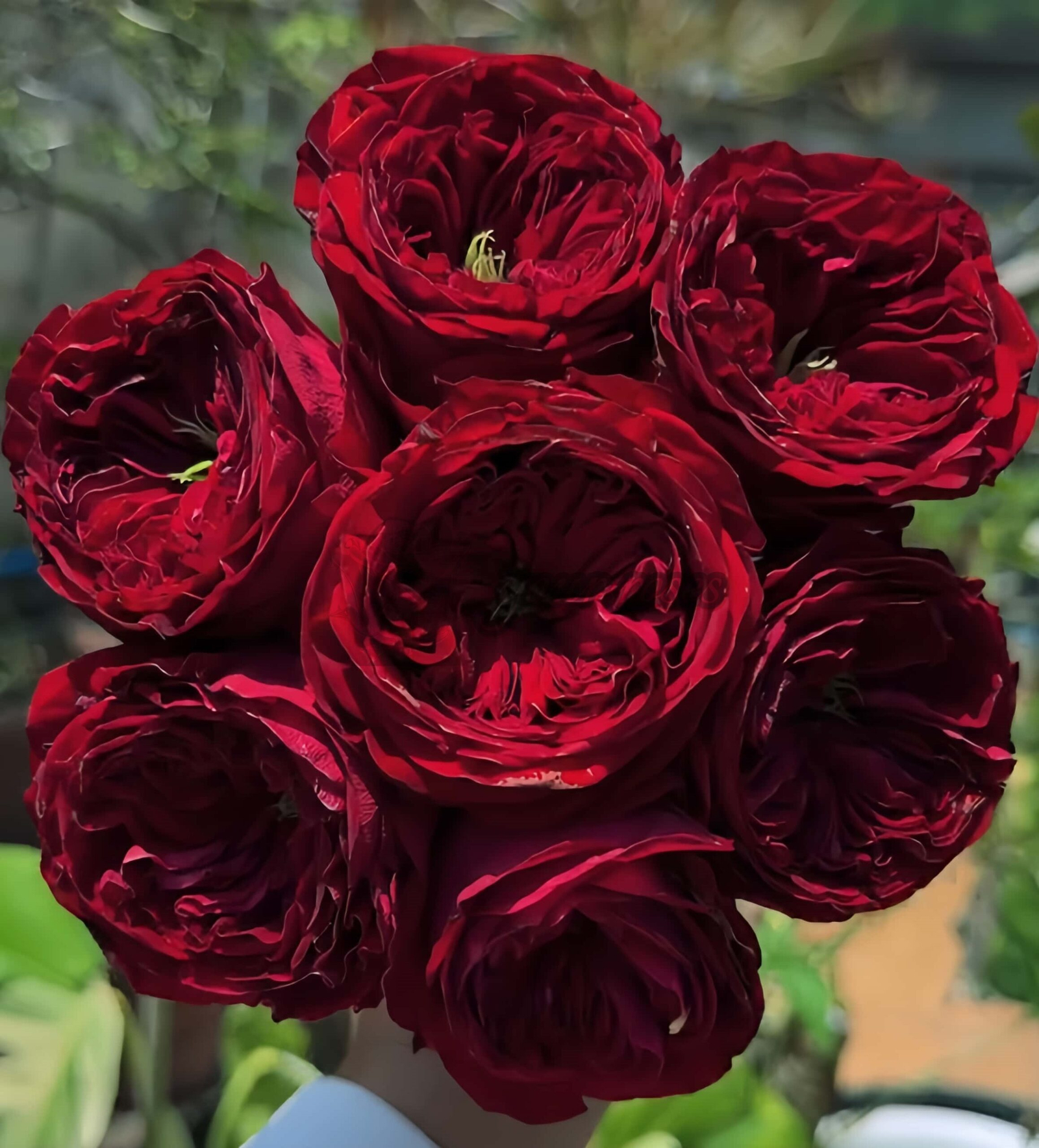 Just More Rose plant丨Your roses