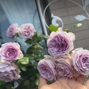 Lavender Tears Rose for sale丨Your roses