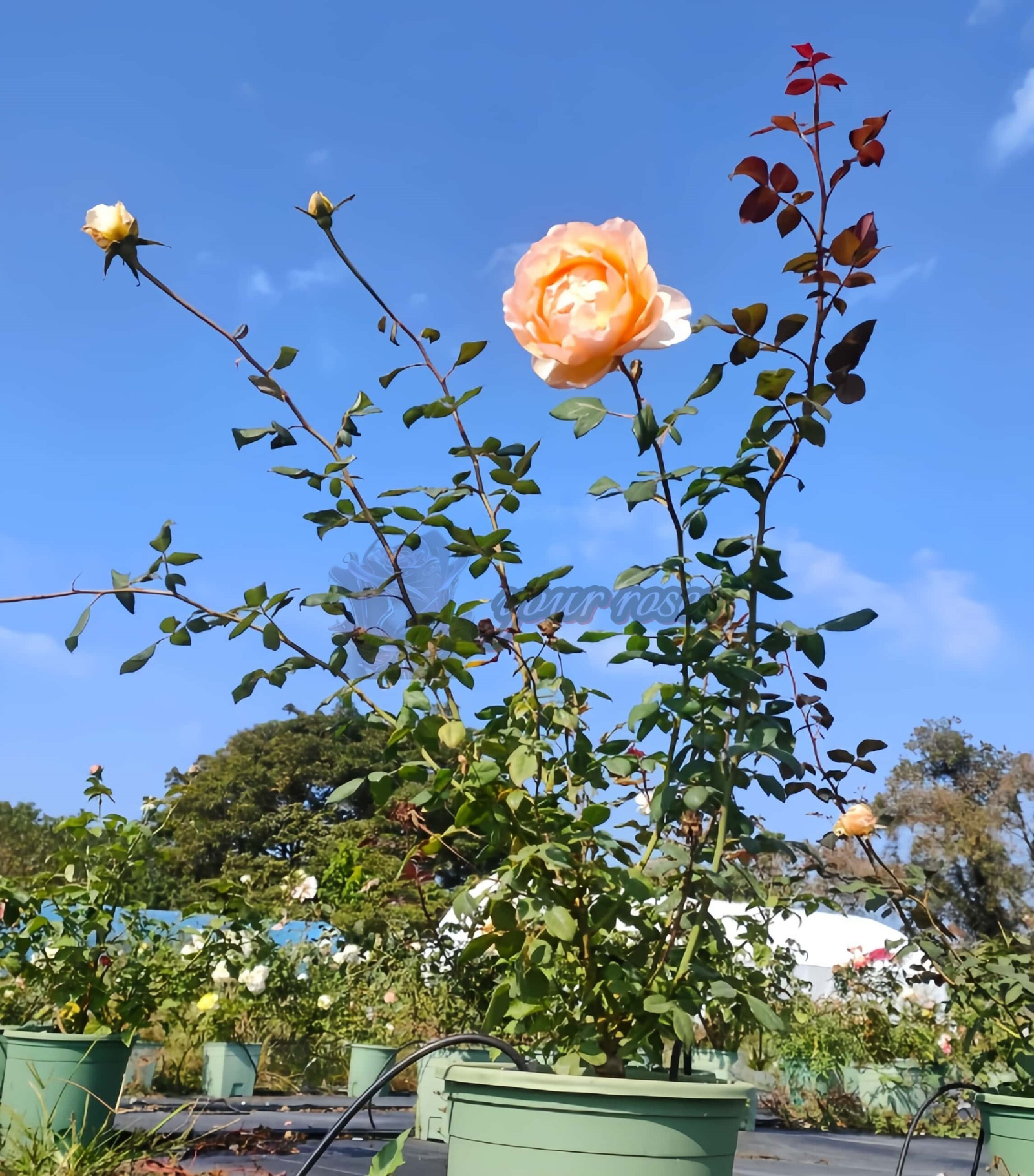 Lovesong Rose丨Your roses