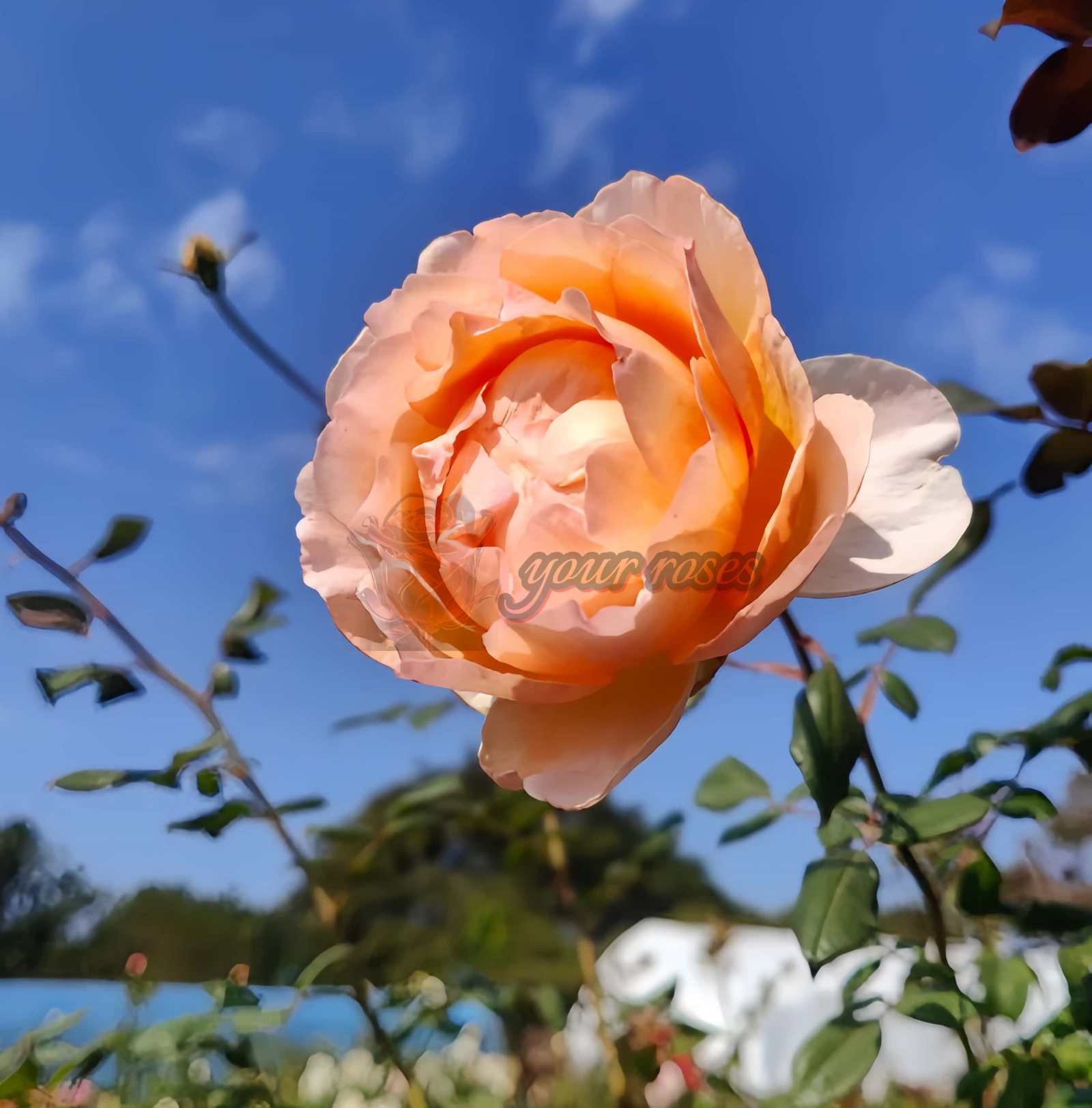 Lovesong Rose for sale丨Your roses