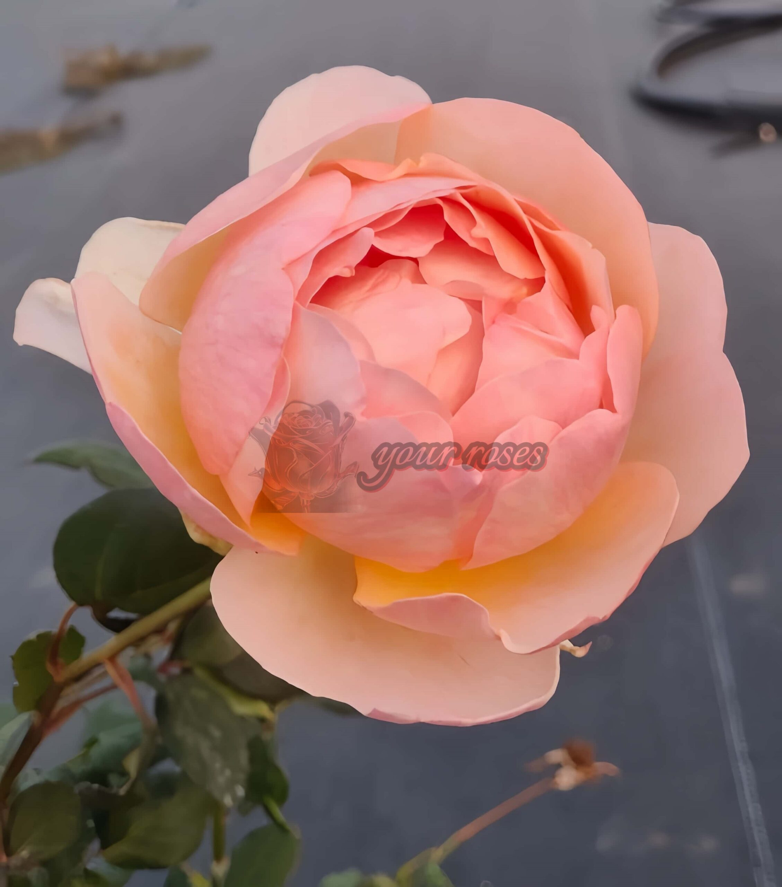 Lovesong Rose plant丨Your roses
