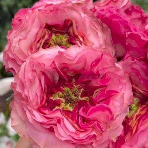 Madame Samert Rose for sale丨Your roses