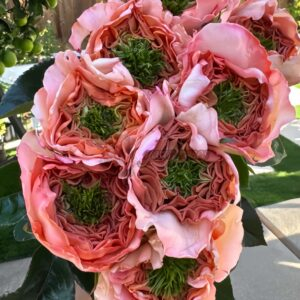 Magic Affairs Rose丨Your roses