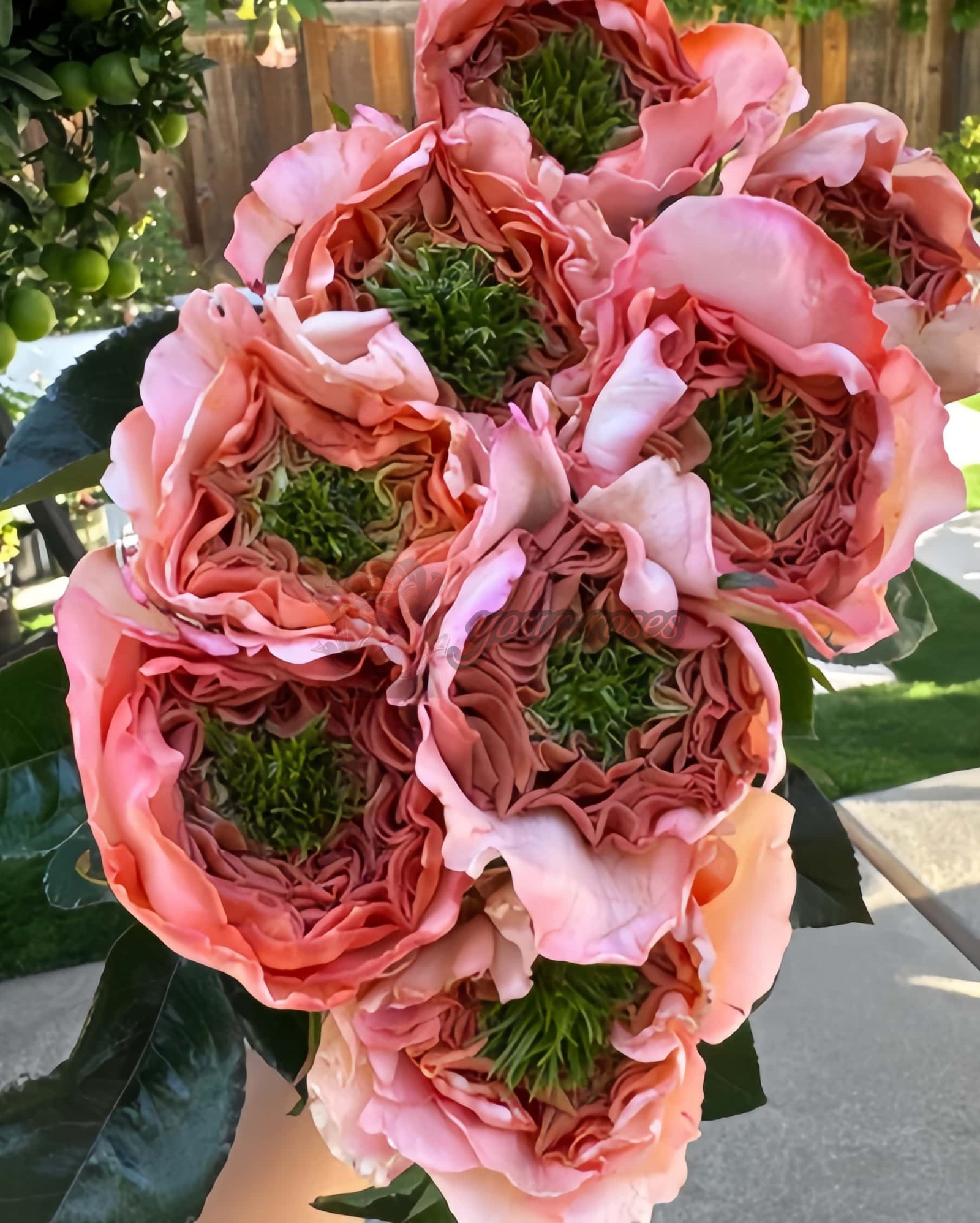 Magic Affairs Rose丨Your roses