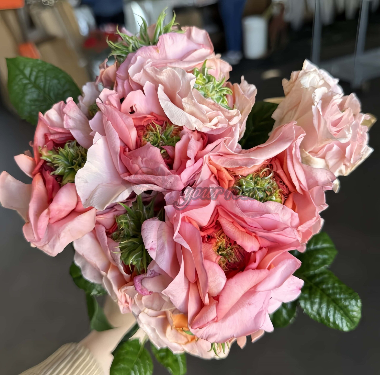 Magic Affairs Rose for sale丨Your roses