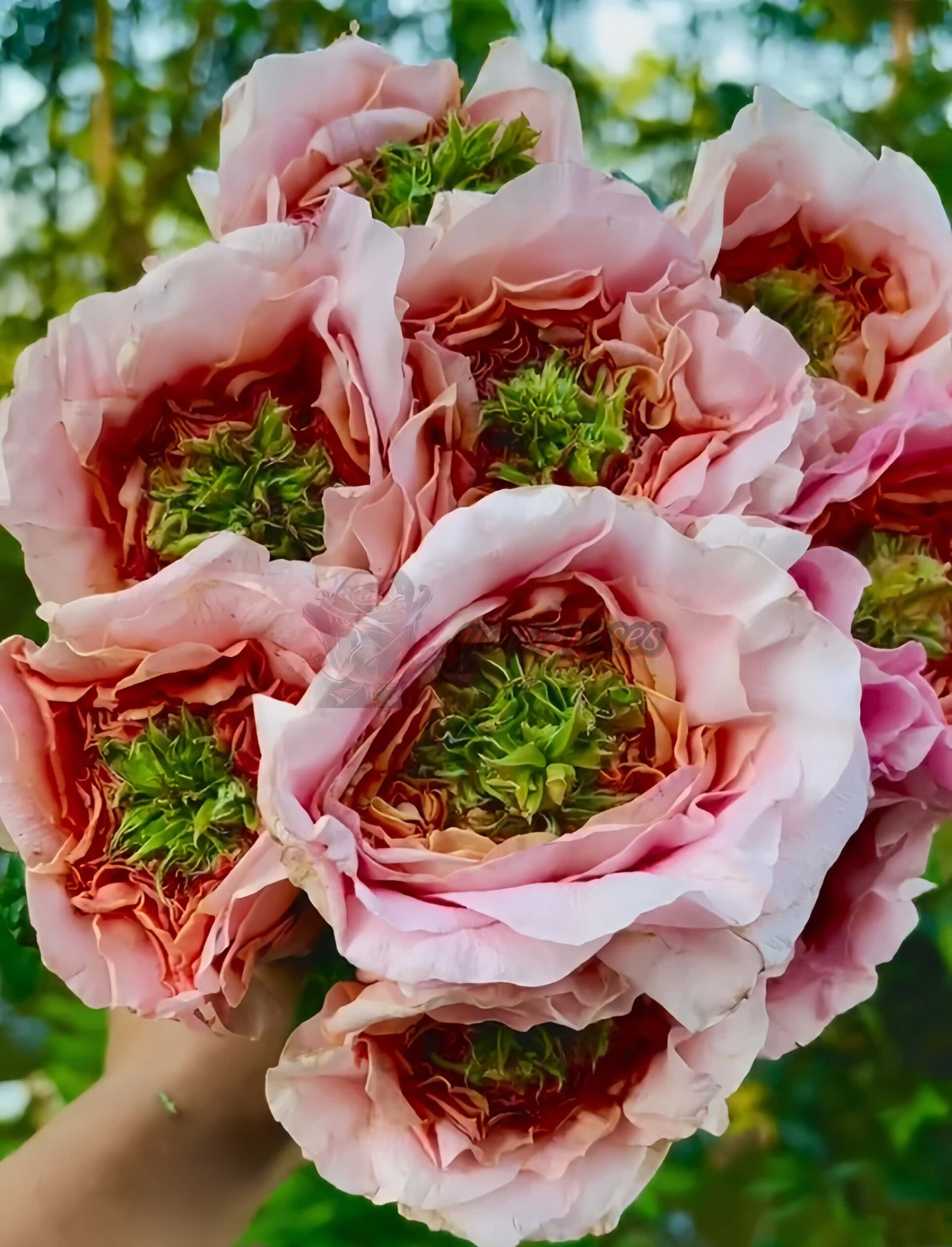 Magic Affairs Rose plant丨Your roses