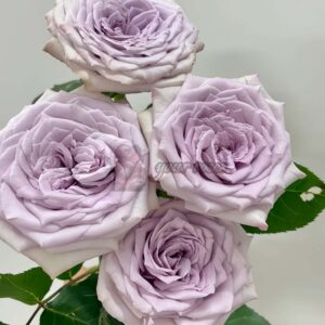 Magic Movement Rose丨Your roses