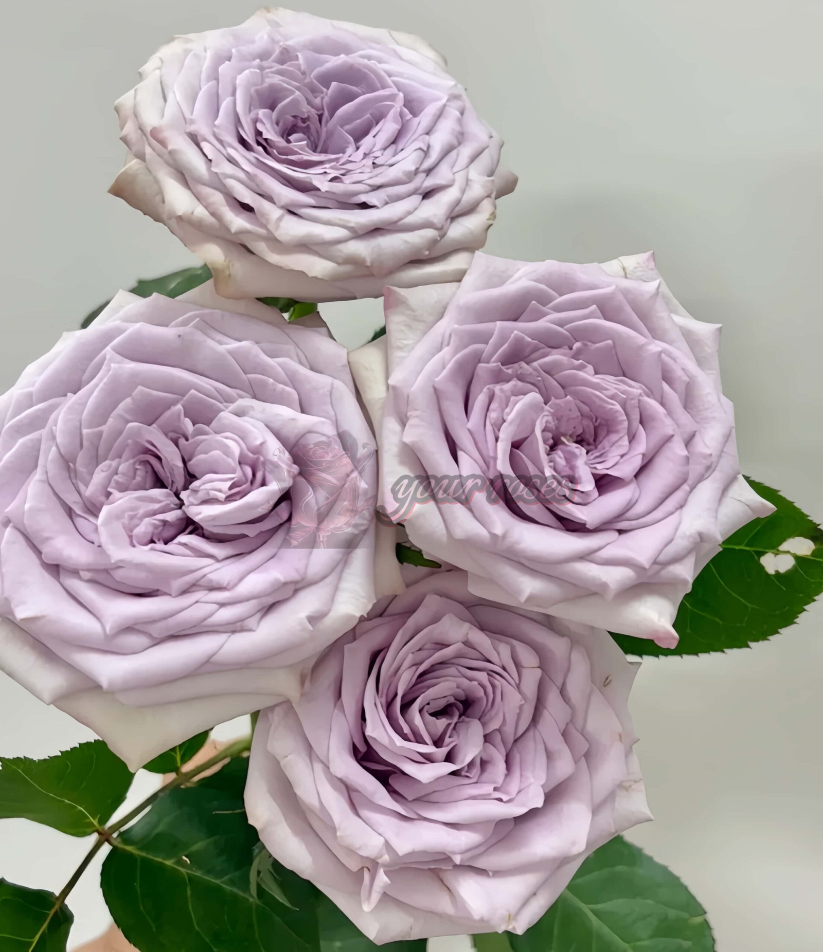 Magic Movement Rose丨Your roses