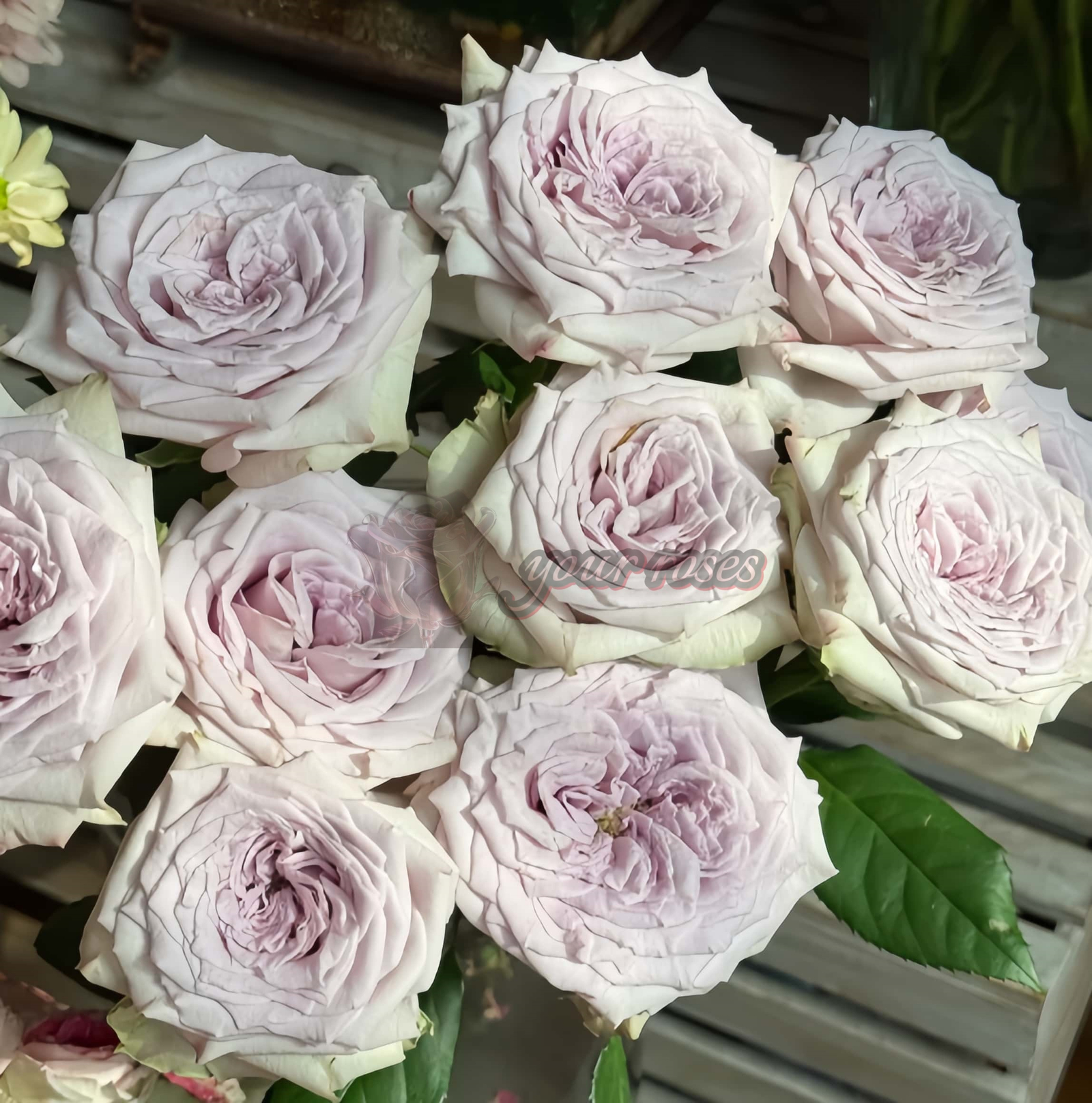 Magic Movement Rose for sale丨Your roses