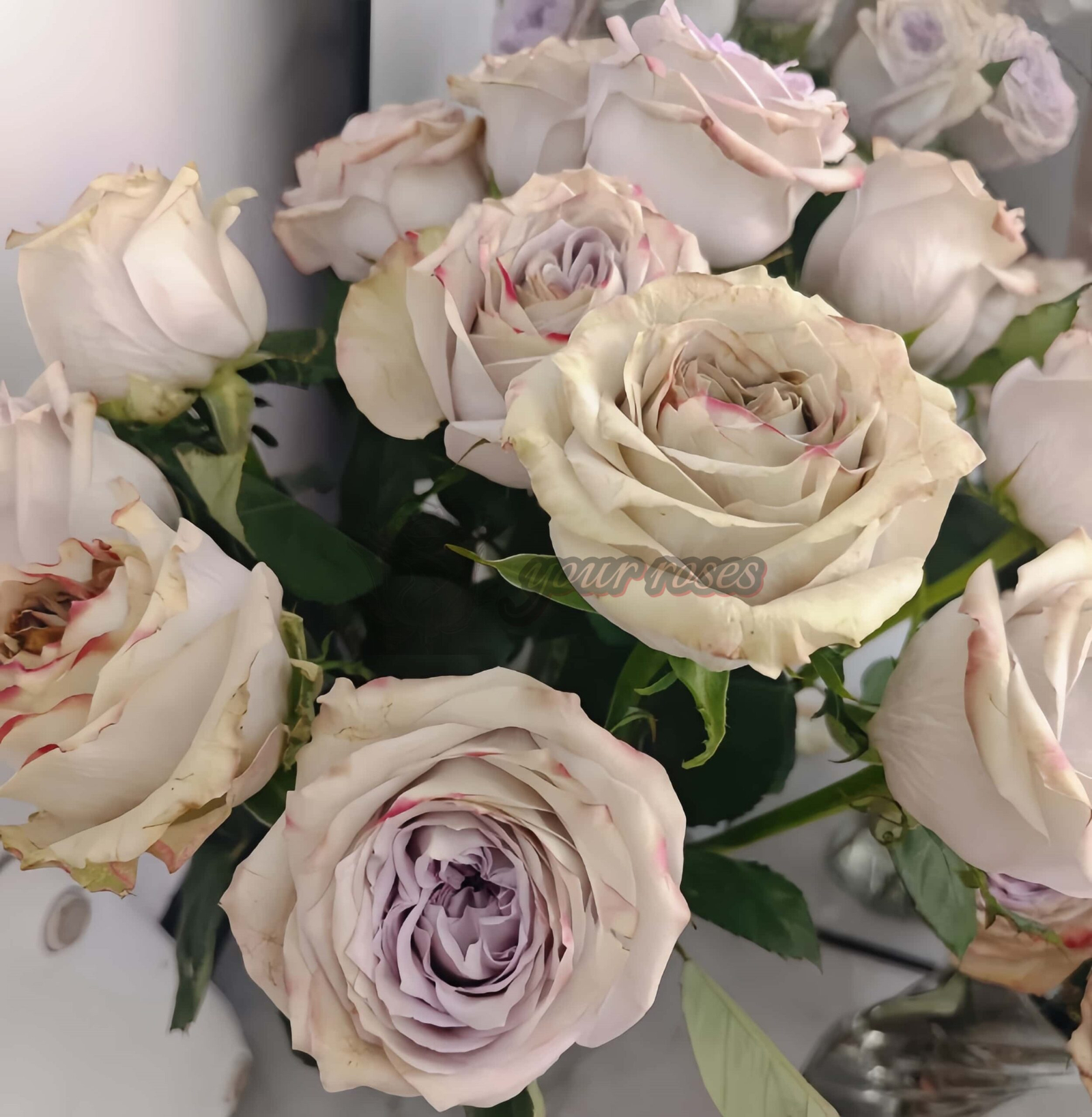 Magic Movement Rose丨Your roses