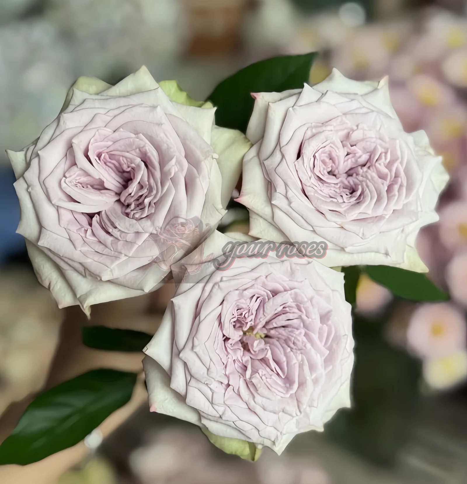 Magic Movement Rose plant丨Your roses