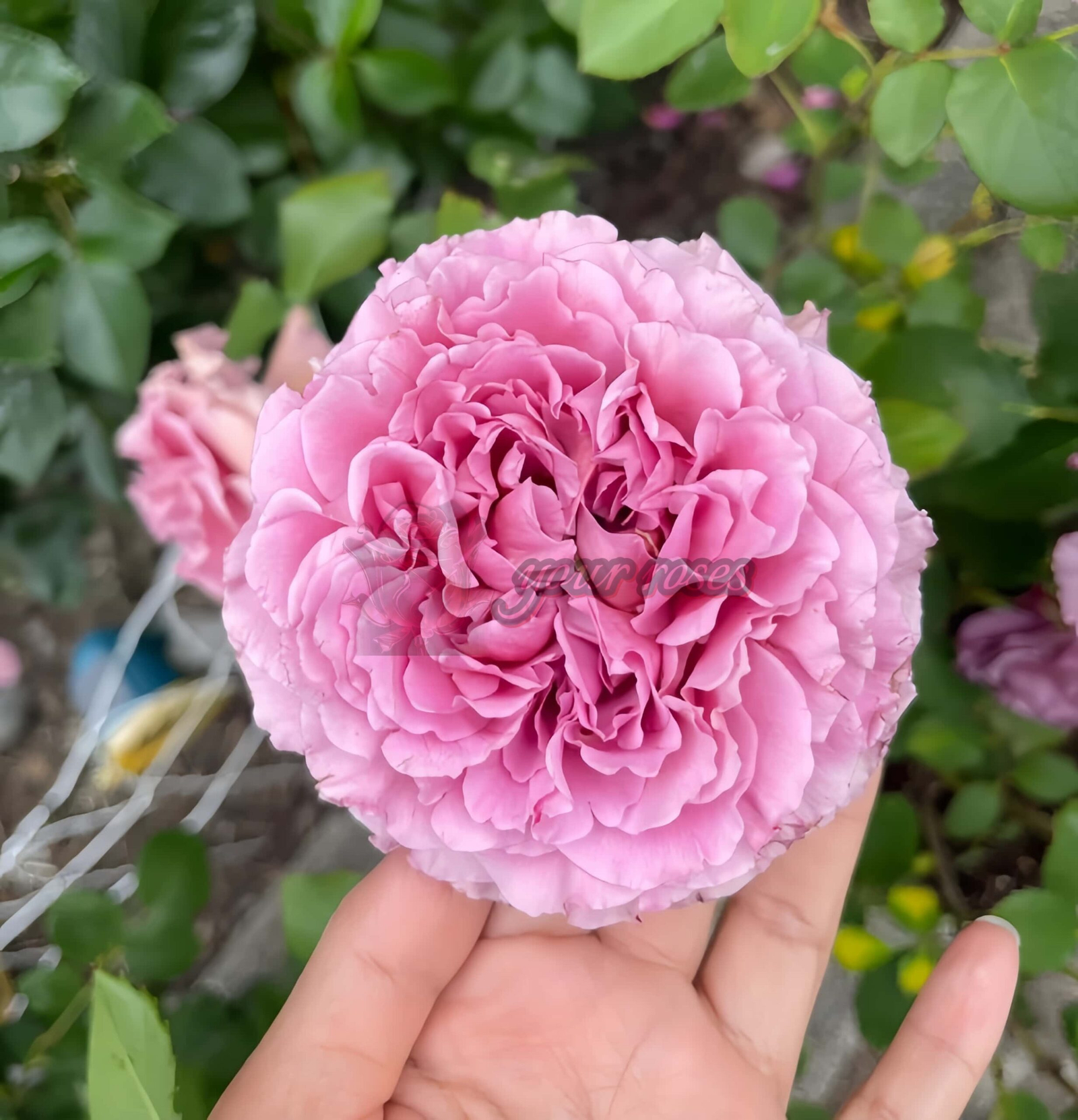 Mahogany Veil Rose plant丨Your roses
