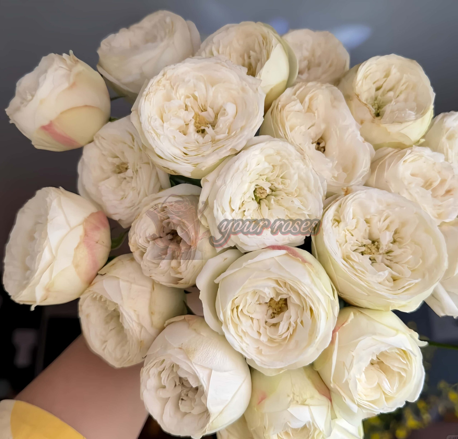 Mansfield White Park Rose丨Your roses