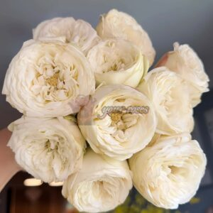 Mansfield White Park Rose丨Your roses