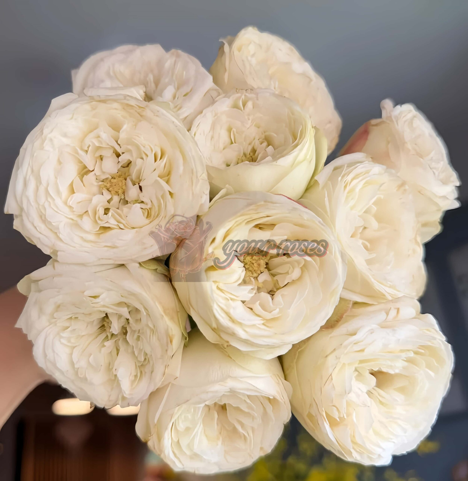 Mansfield White Park Rose丨Your roses