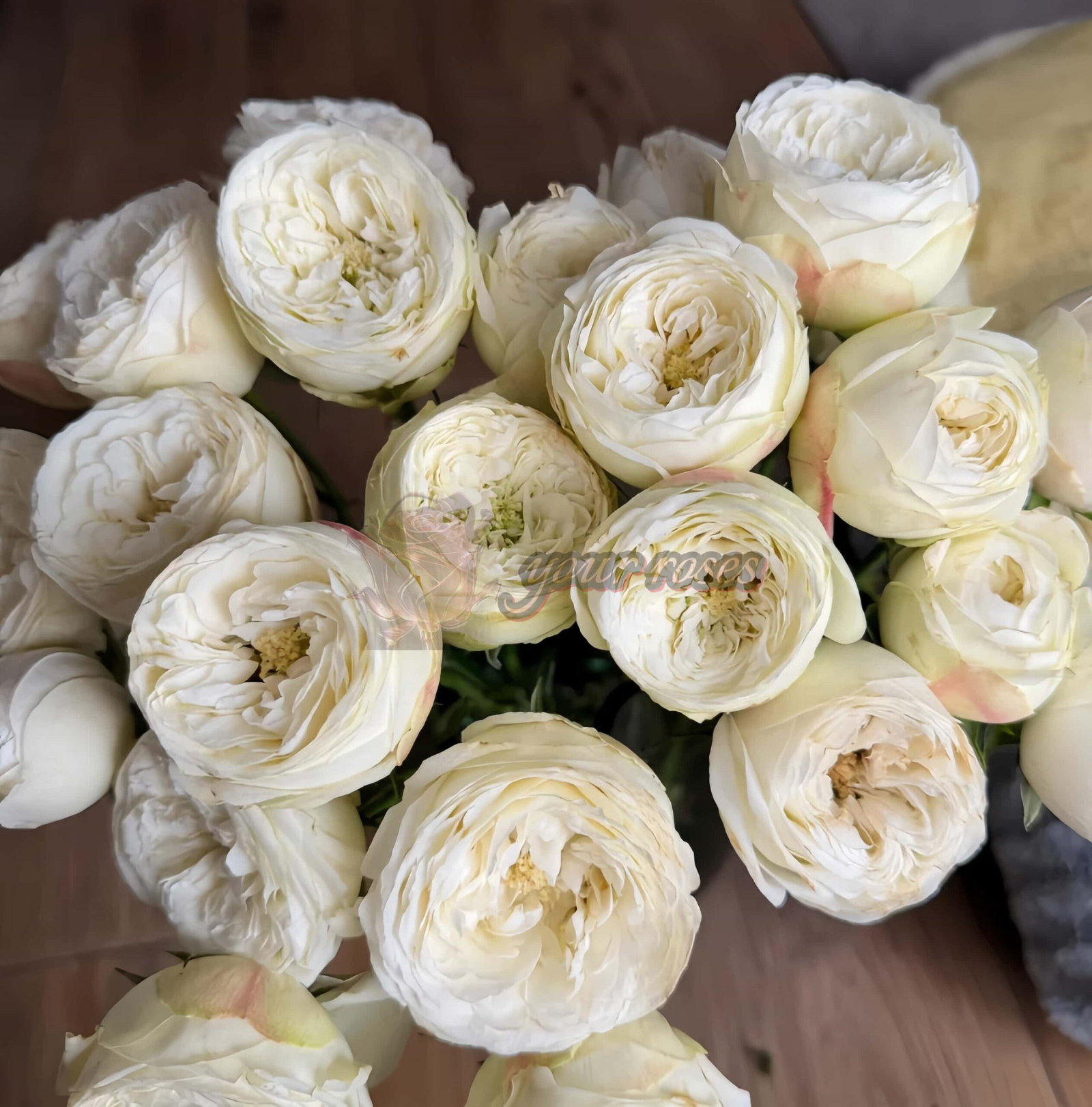 Mansfield White Park Rose plant丨Your roses