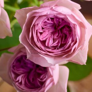 Mauve Tiara Rose丨Your roses