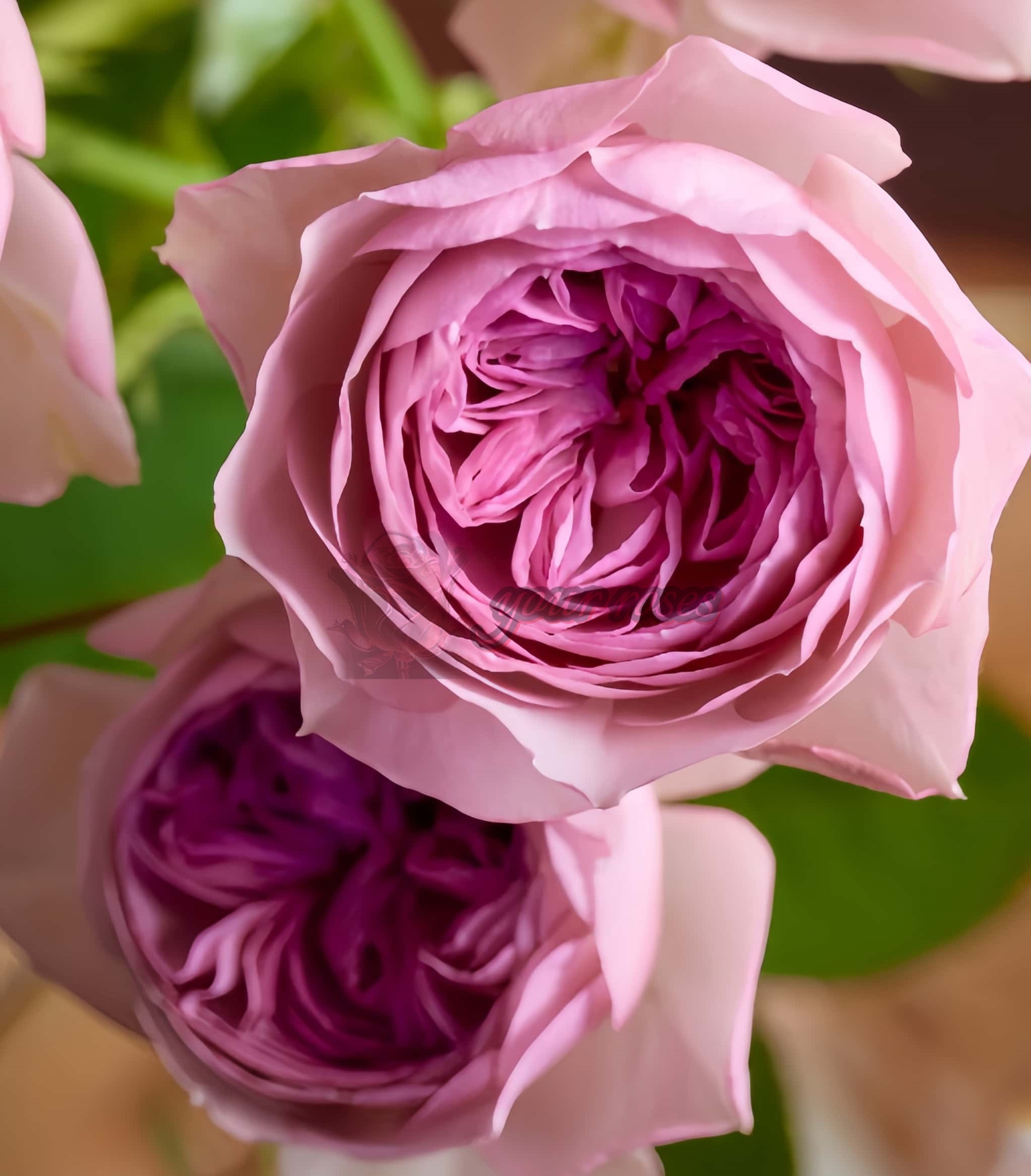Mauve Tiara Rose丨Your roses