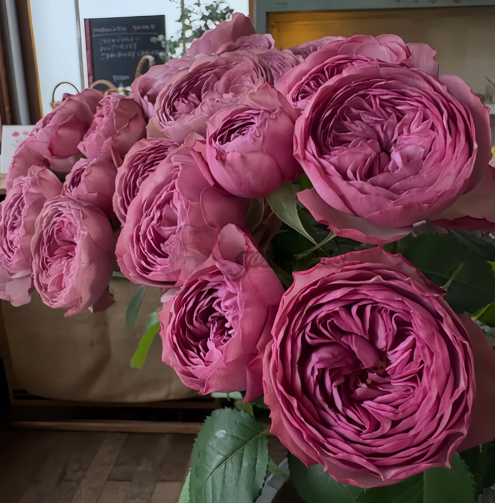 Mauve Tiara Rose for sale丨Your roses