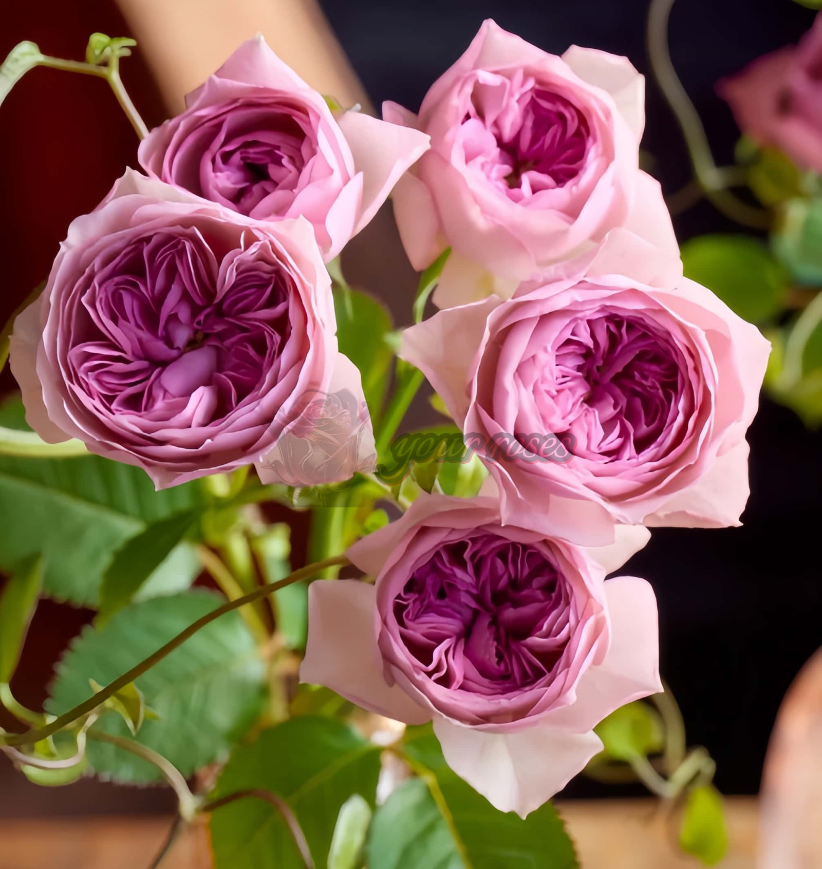 Mauve Tiara Rose丨Your roses