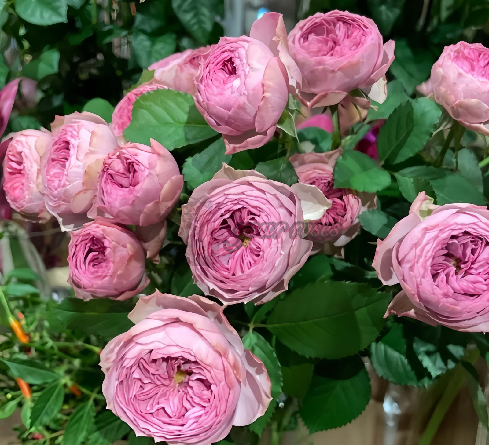 Mauve Tiara Rose plant丨Your roses