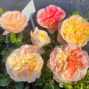 Mierte Rose plant丨Your roses