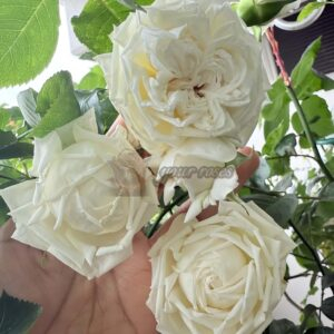 Morning Bells Rose丨Your roses