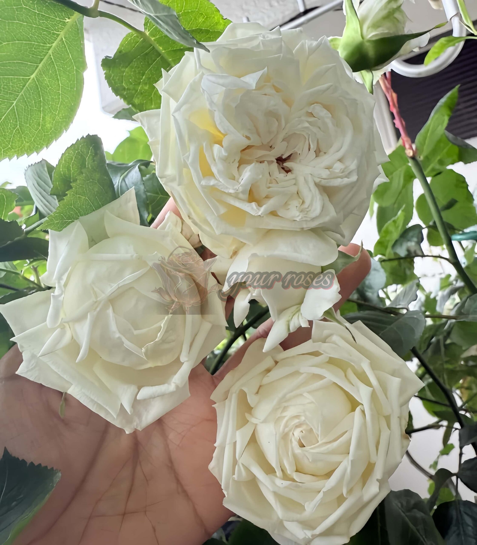 Morning Bells Rose丨Your roses