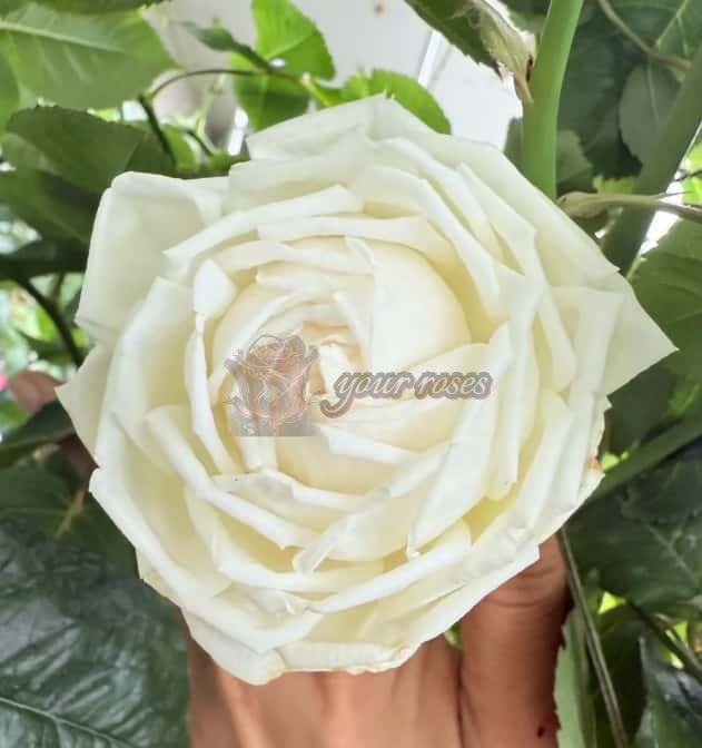 Morning Bells Rose for sale丨Your roses