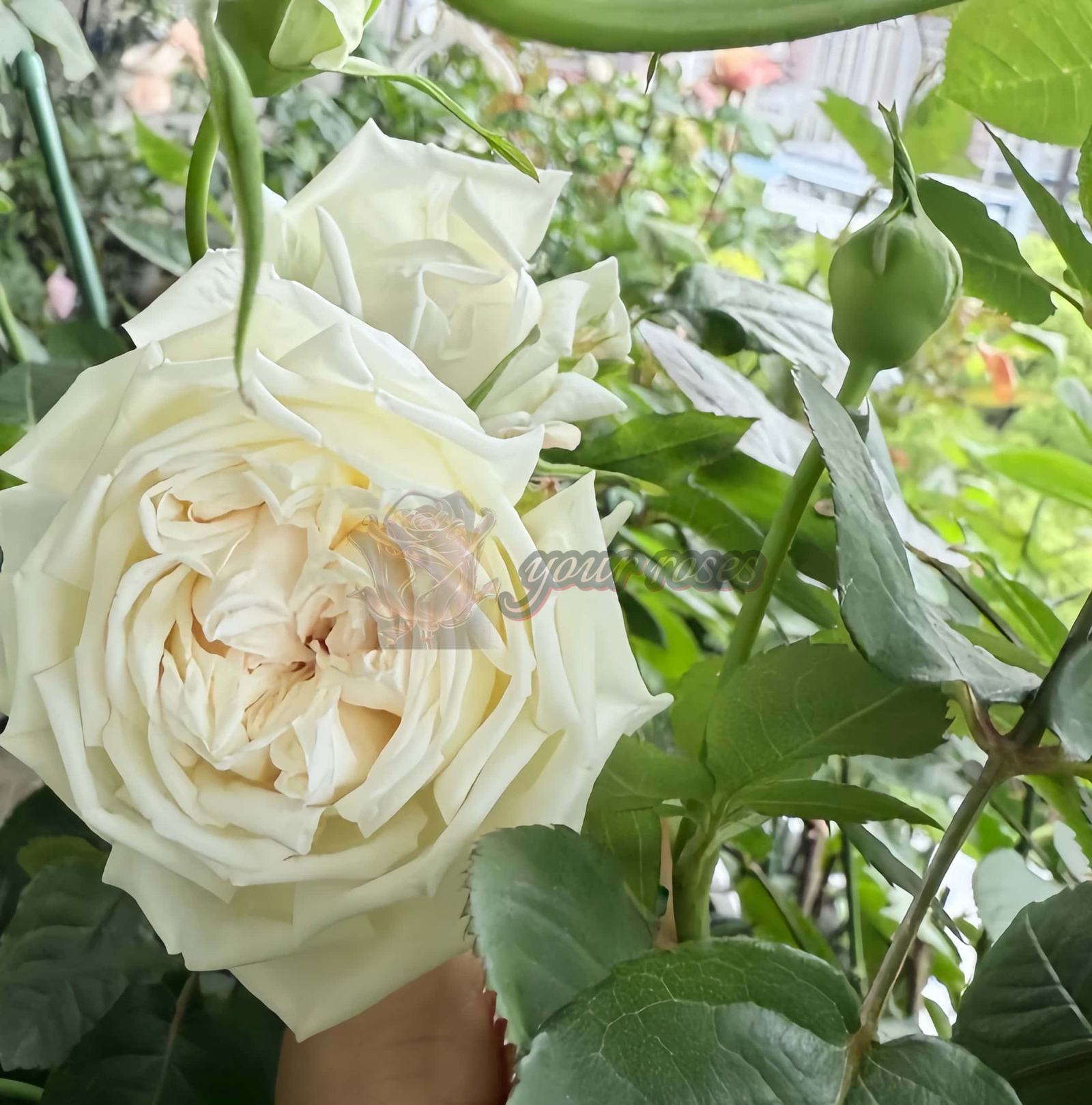 Morning Bells Rose丨Your roses