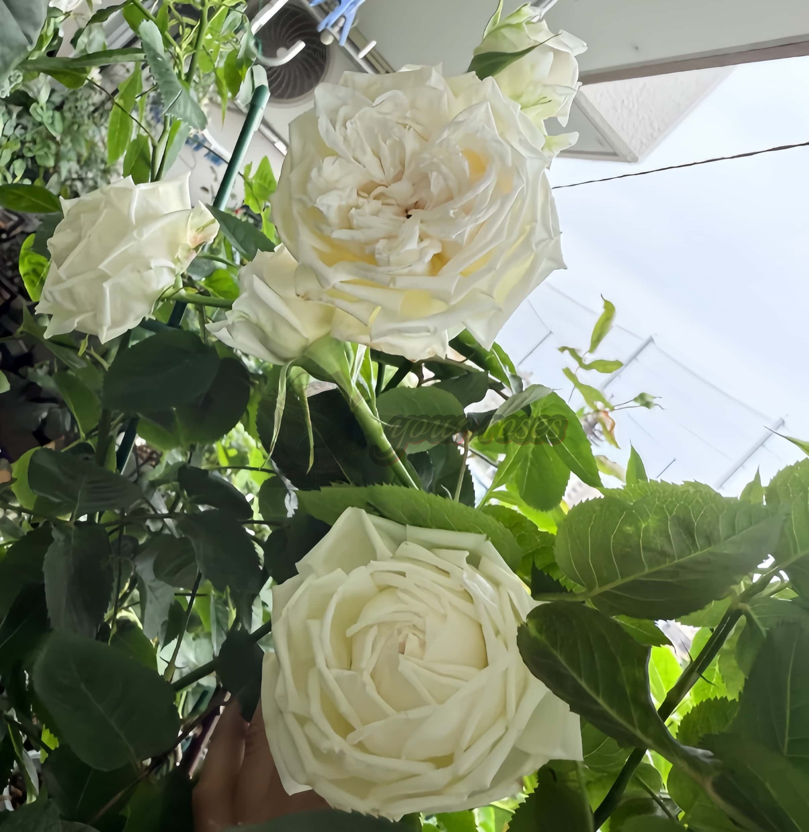 Morning Bells Rose plant丨Your roses
