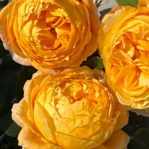 Nan Gua Su Rose丨Your roses