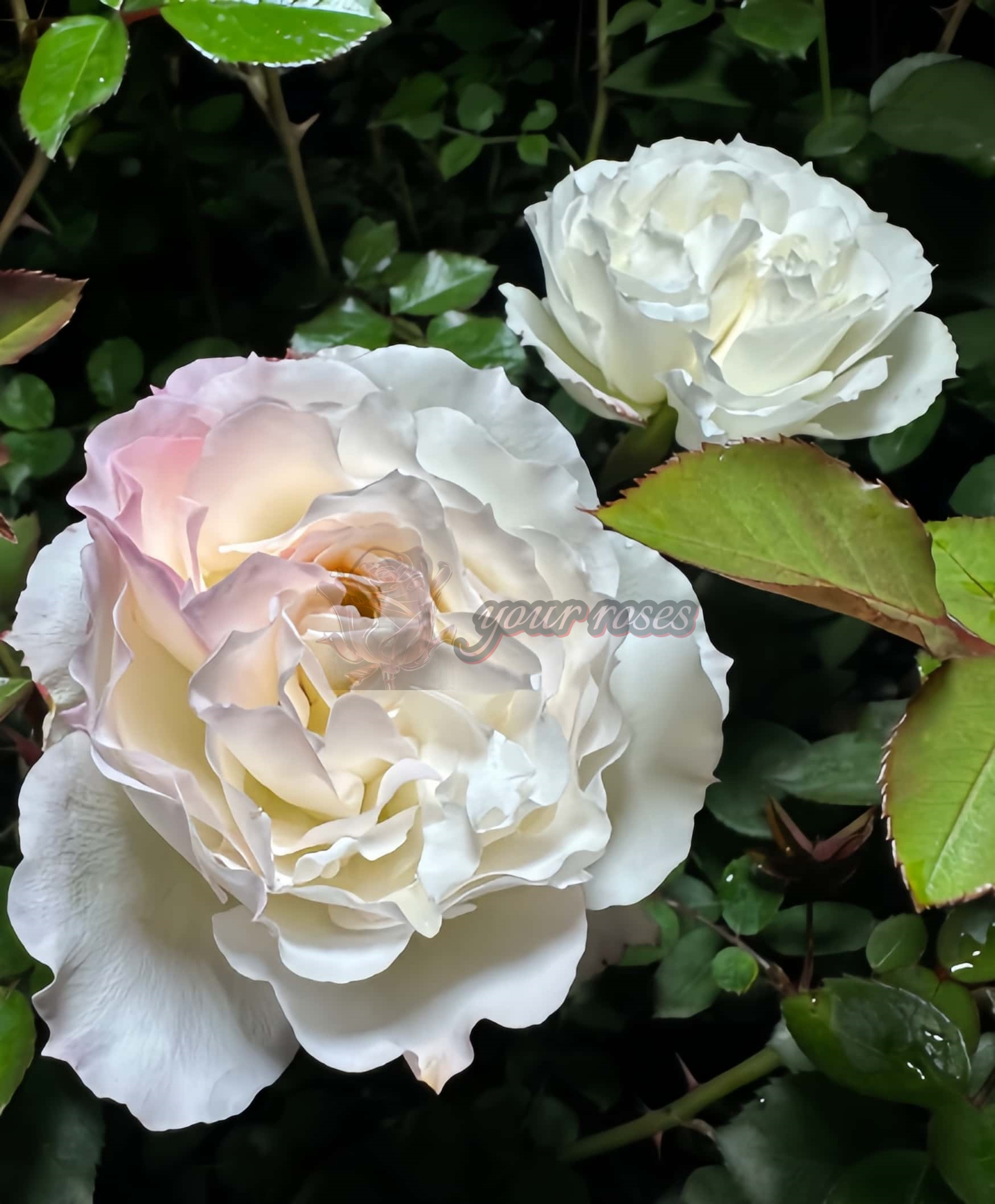 NingYue Rose for sale丨Your roses