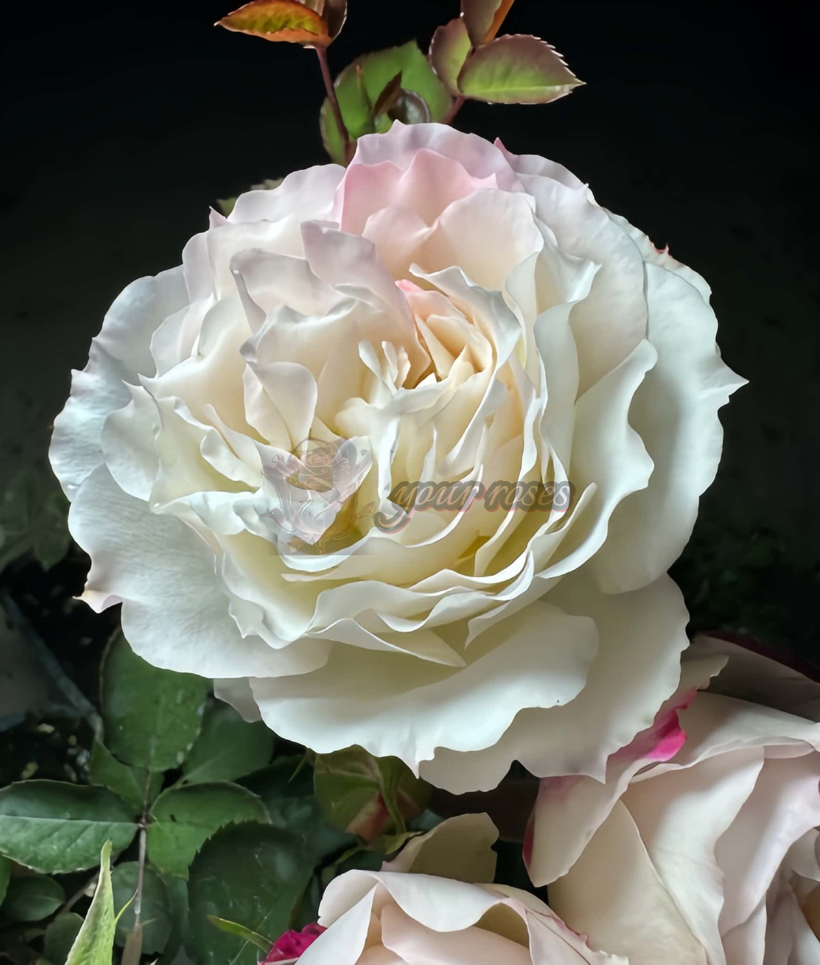 NingYue Rose丨Your roses