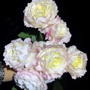 NingYue Rose plant丨Your roses