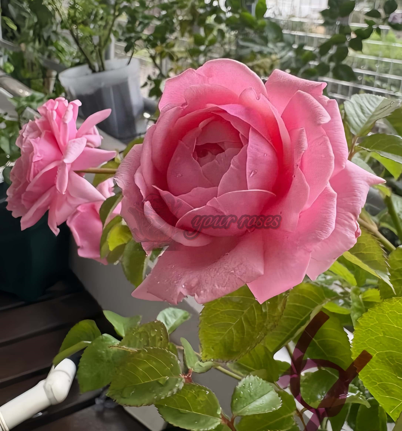 Picnic March Rose丨Your roses