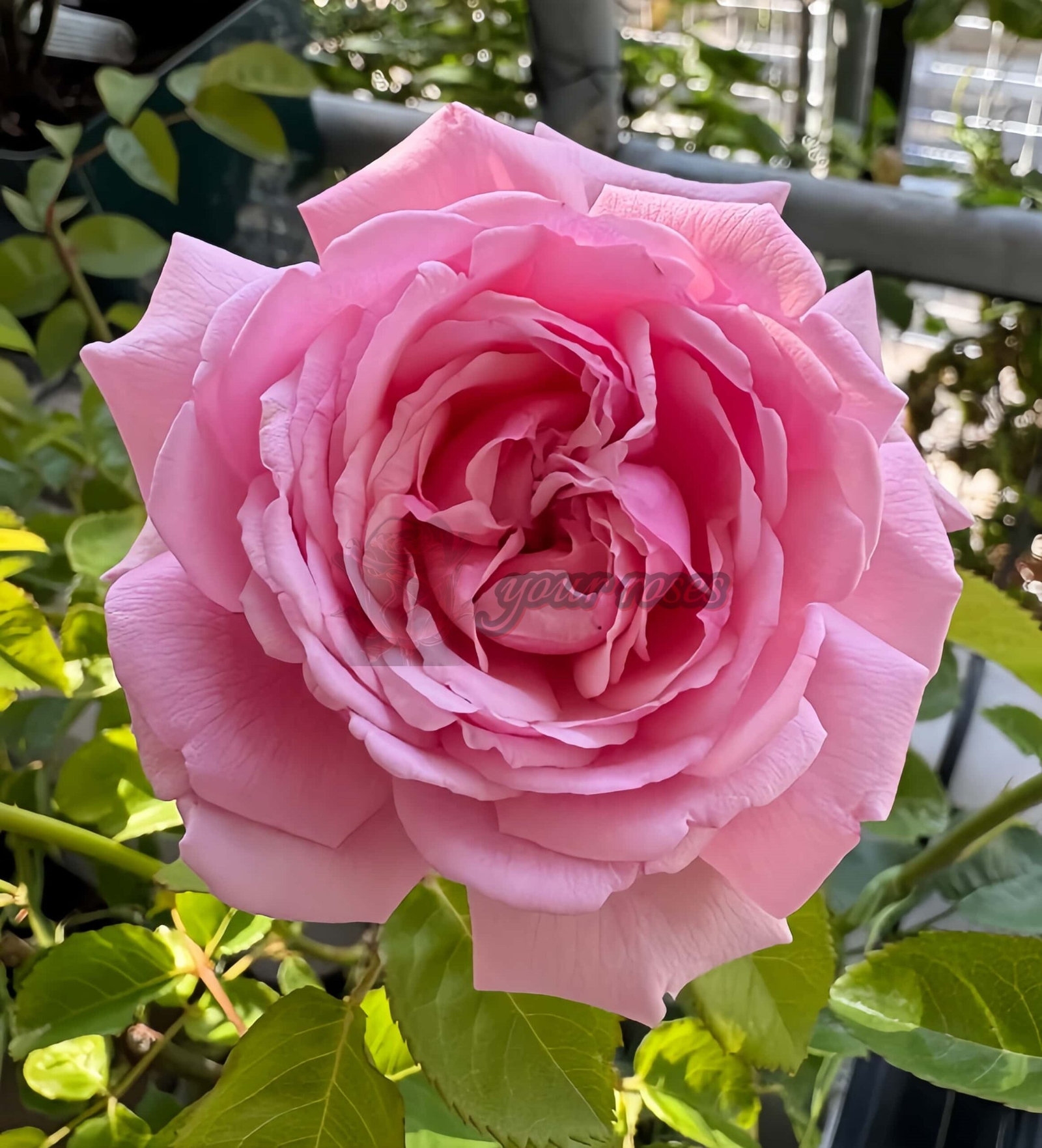 Picnic March Rose for sale丨Your roses