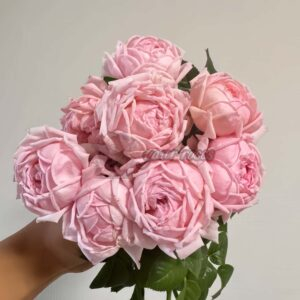 Picnic March Rose丨Your roses