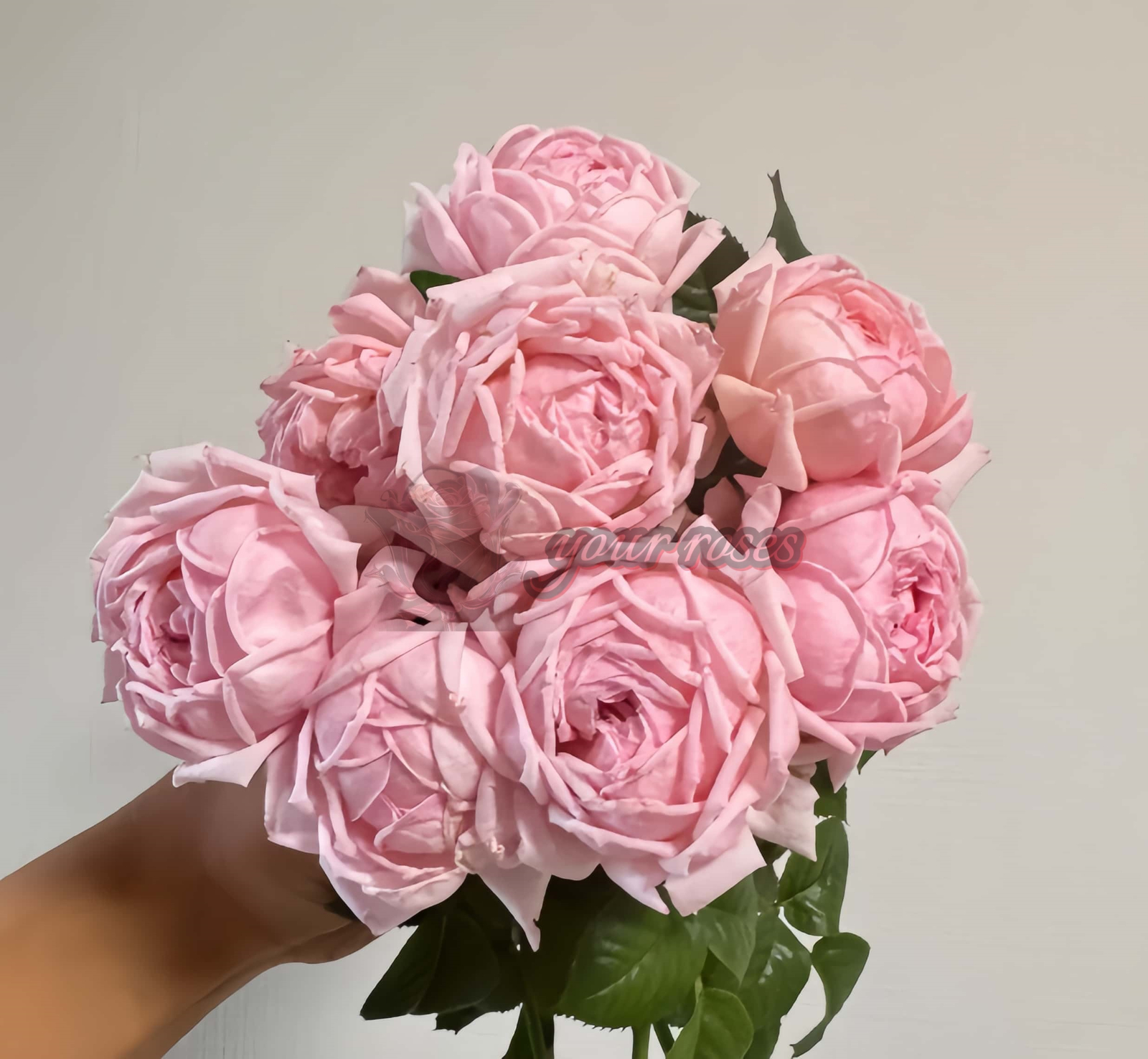 Picnic March Rose丨Your roses