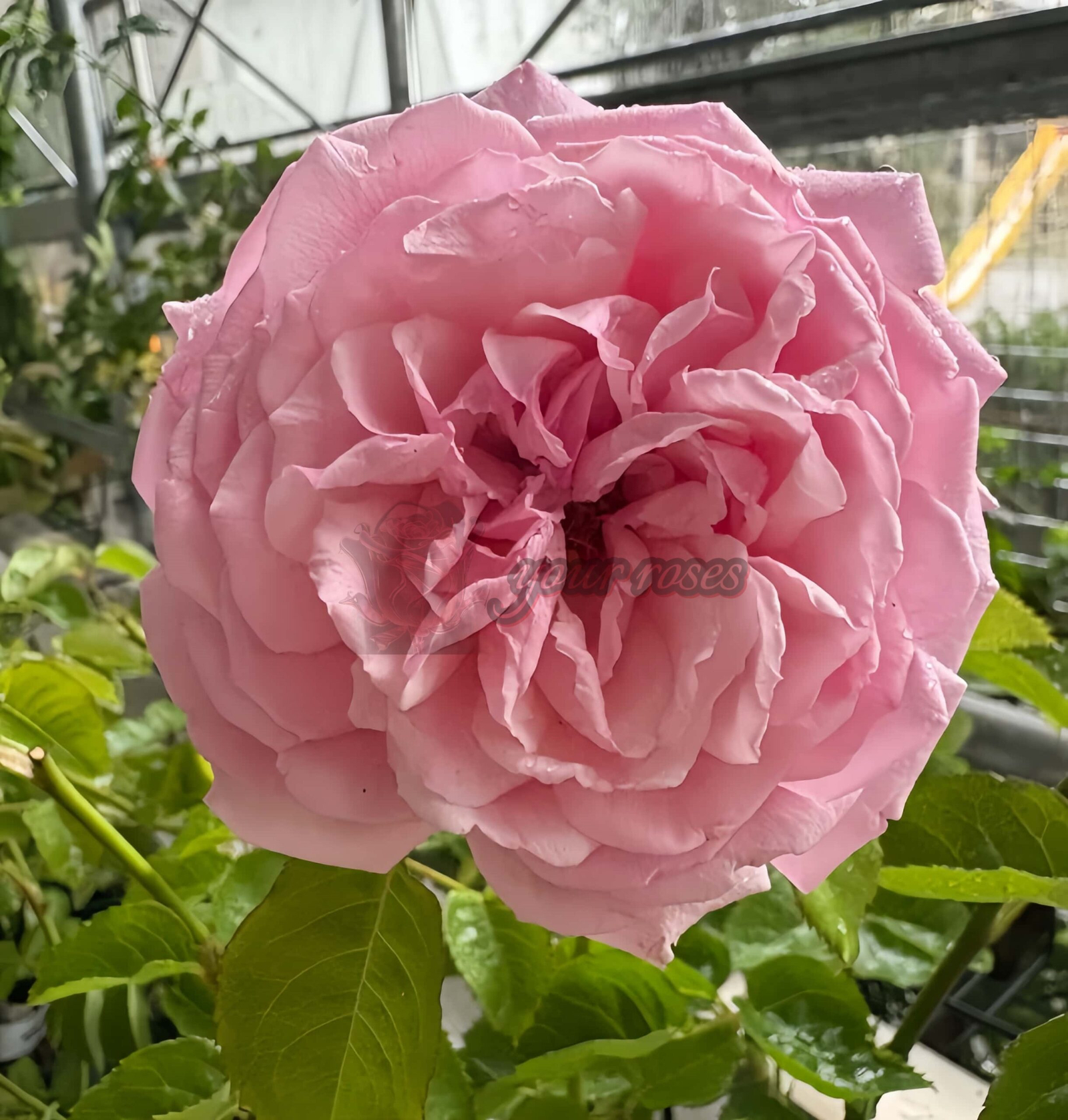 Picnic March Rose plant丨Your roses