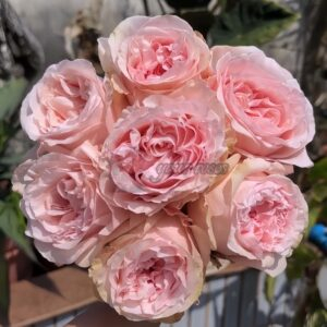 Powder Puff Rose丨Your roses