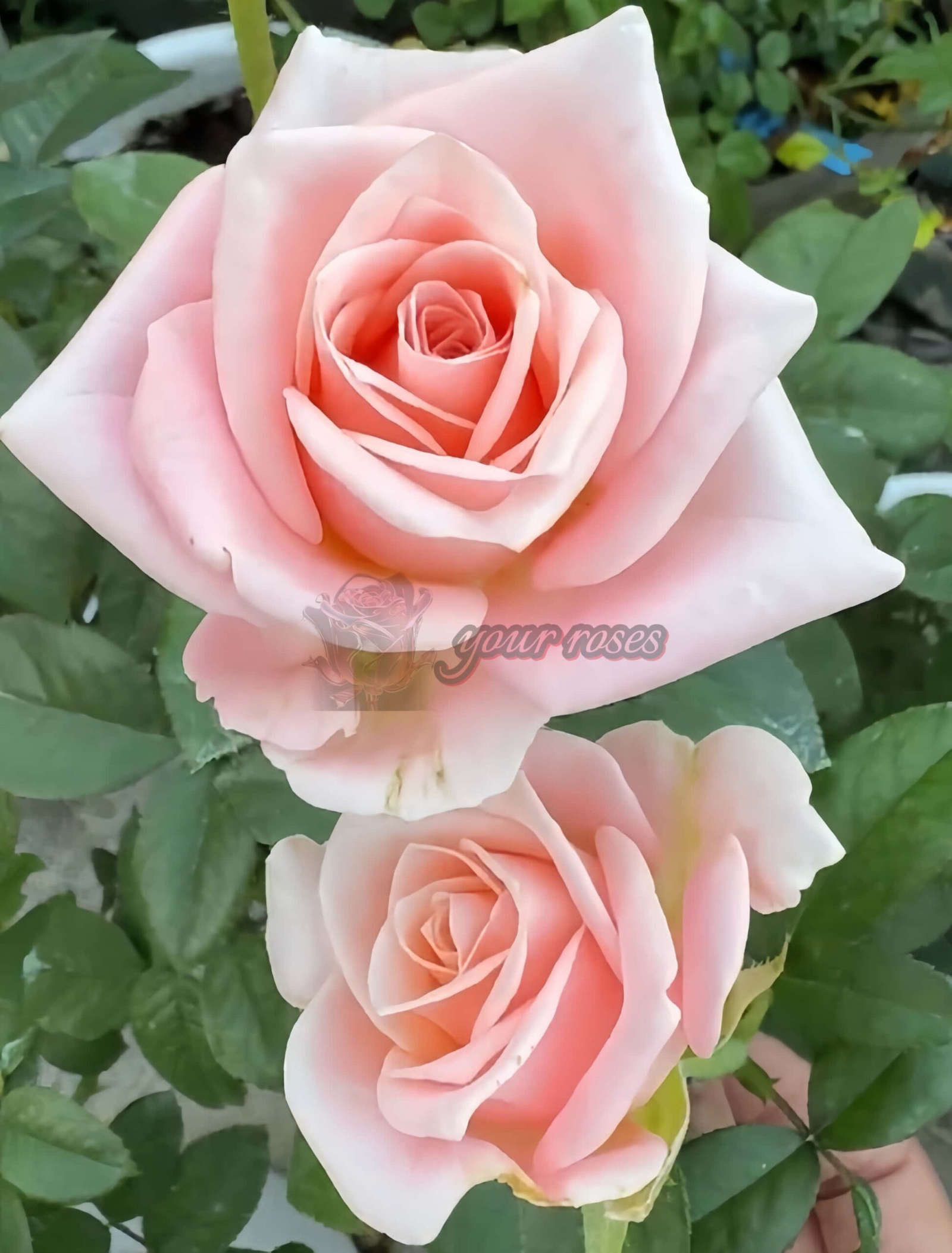 Pretty Pillow Rose丨Your roses