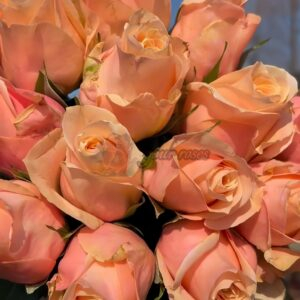 Pretty Pillow Rose for sale丨Your roses